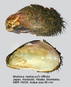 Modiolus modiolus (f) difficilis